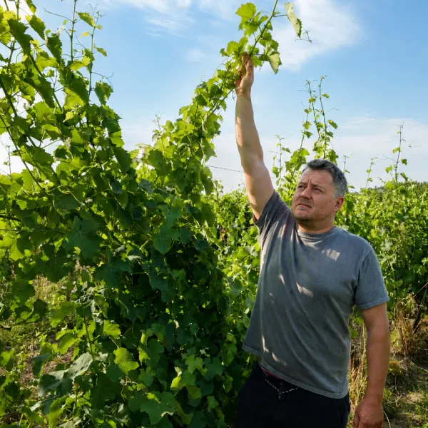 Taille Cantalauze : Pierre-Olivier fait démonstration de la hauteur des vignes.